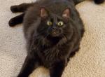 Gus - Norwegian Forest Cat For Adoption - Gwynn Oak, MD, US