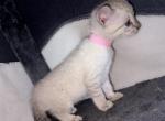 Siamese bengals - Bengal Kitten For Sale - Worcester, MA, US