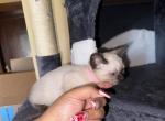 Siamese females - Siamese Kitten For Sale - 