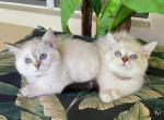 Scottish Straight Shorthair Color Point with Blue - Scottish Fold Kitten For Sale - Orlando, FL, US