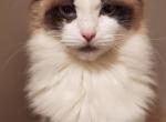 Bean - Domestic Cat For Sale - 