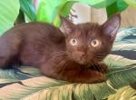 Chocolate  Male Kitten - British Shorthair Kitten For Sale - Orlando, FL, US