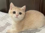 British Shorthair Golden Pink  Female - British Shorthair Kitten For Sale - Orlando, FL, US