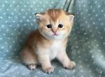 British  Shorthair Golden  Female - British Shorthair Kitten For Sale - Orlando, FL, US