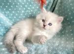 Ragdoll  Female - Ragdoll Kitten For Sale - Orlando, FL, US