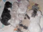 Persians for reservation - Persian Kitten For Sale - Woodburn, IN, US