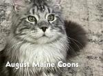 Percy - Maine Coon Cat For Sale/Service - 