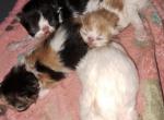 Cfa persian litter for deposit - Persian Kitten For Sale - Woodburn, IN, US