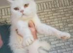 Adult bsh female - British Shorthair Cat For Sale - Woodburn, IN, US