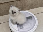 Dixon - Siberian Kitten For Sale - Fort Lauderdale, FL, US