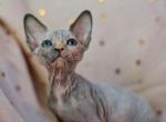 Jolly - Sphynx Kitten For Sale - 