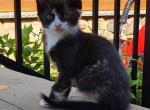 Icecream - Domestic Kitten For Sale - 