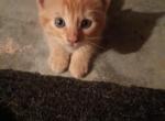 Domestic kittens - Domestic Kitten For Adoption - 