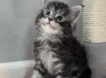 Rhysand - Maine Coon Kitten For Sale - 