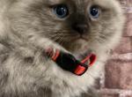 Grace - Ragdoll Kitten For Sale - CA, US