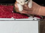 MsFairyTale's Tiffany - Maine Coon Kitten For Sale - 