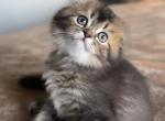 Bob - Scottish Fold Kitten For Sale - Des Plaines, IL, US