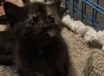 Prett - Domestic Kitten For Adoption - Monessen, PA, US