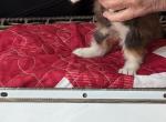 MsFairyTales's Sugar - Maine Coon Kitten For Sale - 