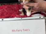 MsFairyTale's Spice - Maine Coon Kitten For Sale - 