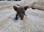 Male 2 - Sphynx Kitten For Sale - CO, US