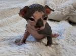 Female 1 - Sphynx Kitten For Sale - CO, US