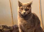 Topaz British Shorthair - British Shorthair Kitten For Sale - Derry, NH, US