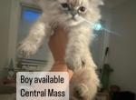 Michito - Himalayan Kitten For Sale - Worcester, MA, US