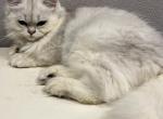 Nico - British Shorthair Kitten For Sale - Salem, OR, US