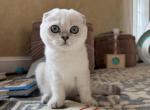 White Scottish Fold female kitten - Scottish Fold Kitten For Sale - Fairfax, VA, US