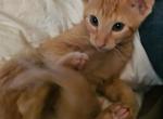 Dobbie - Domestic Kitten For Adoption - Horseshoe Bend, AR, US