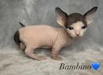 Bambino - Sphynx Kitten For Sale - Orlando, FL, US