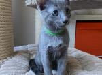 Teddy - Russian Blue Kitten For Sale - 