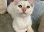 Kokos flamepoint - Siamese Kitten For Sale - 