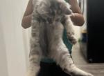 Maine coons - Maine Coon Kitten For Sale - 