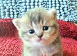 Peyton - British Shorthair Kitten For Sale - New York, NY, US