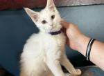 Tiffany - Maine Coon Kitten For Sale - Crestview, FL, US