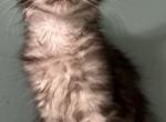 Phoebe - Maine Coon Kitten For Sale - Crestview, FL, US