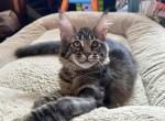 Susie Q - Maine Coon Kitten For Sale - 