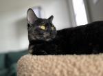 Munchie - American Shorthair Kitten For Adoption - San Antonio, TX, US