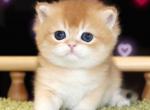 Golden chinchilla - British Shorthair Kitten For Sale - 