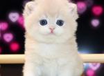 Ay12 male - British Shorthair Kitten For Sale - 