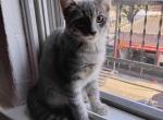 Shadow - Domestic Kitten For Adoption - Union City, NJ, US