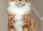 Cheddar - Maine Coon Kitten For Sale - 