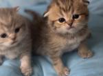 Scottish fold and straight kittens - Scottish Fold Kitten For Sale - IL, US