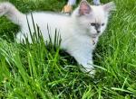 Pumpkin - Ragdoll Kitten For Sale - Midland, NC, US