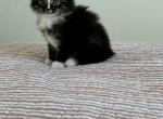 Winnie - Domestic Kitten For Sale - West Springfield, MA, US