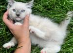 Oliver - Ragdoll Kitten For Sale - Midland, NC, US