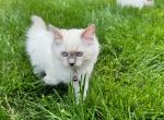 Schmuckels - Ragdoll Kitten For Sale - Midland, NC, US