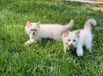 Sage - Ragdoll Kitten For Sale - Midland, NC, US